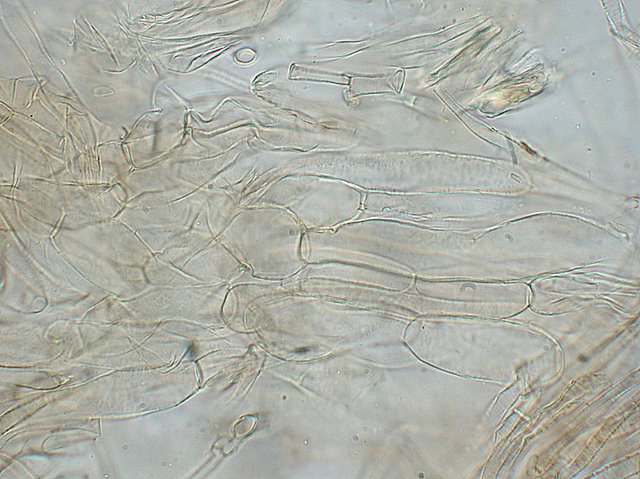 Inocybe asterospora   Qulet